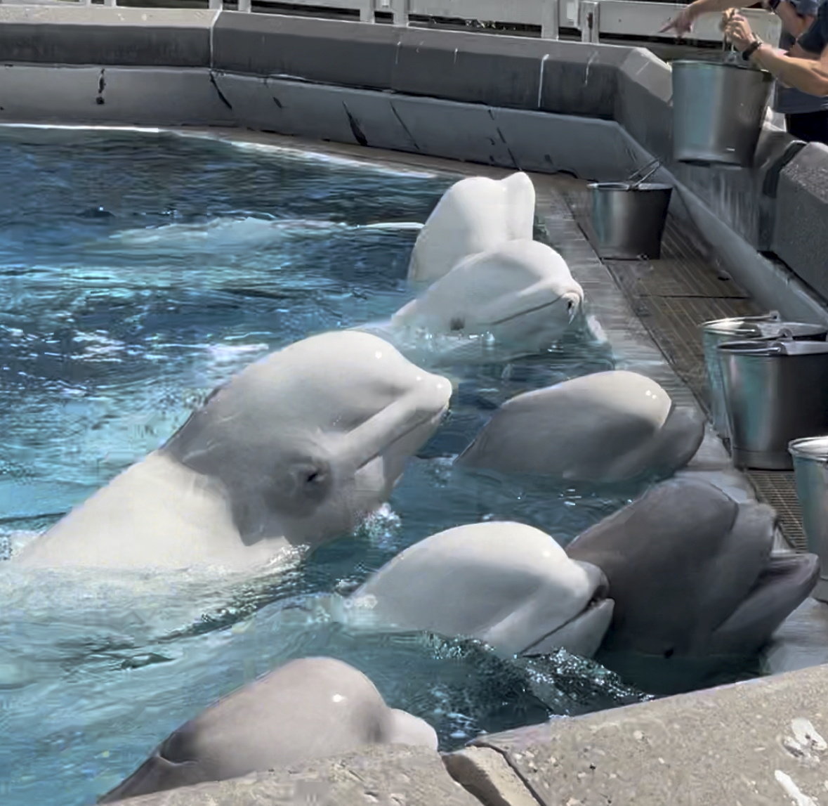 Beluga whales in a concrete tank at Marineland.