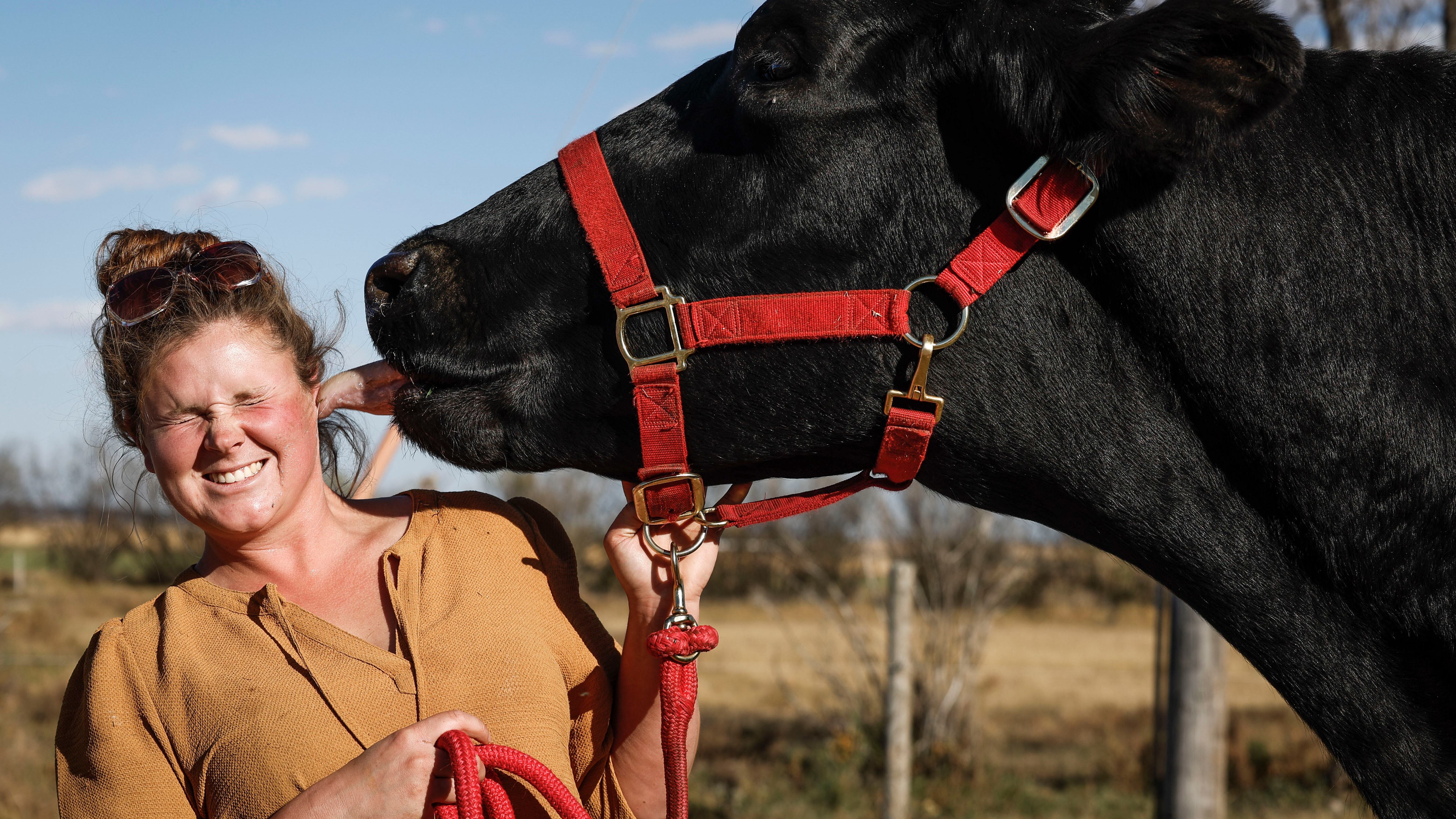 A Guinness World Record-breaking cow — and other news in pictures