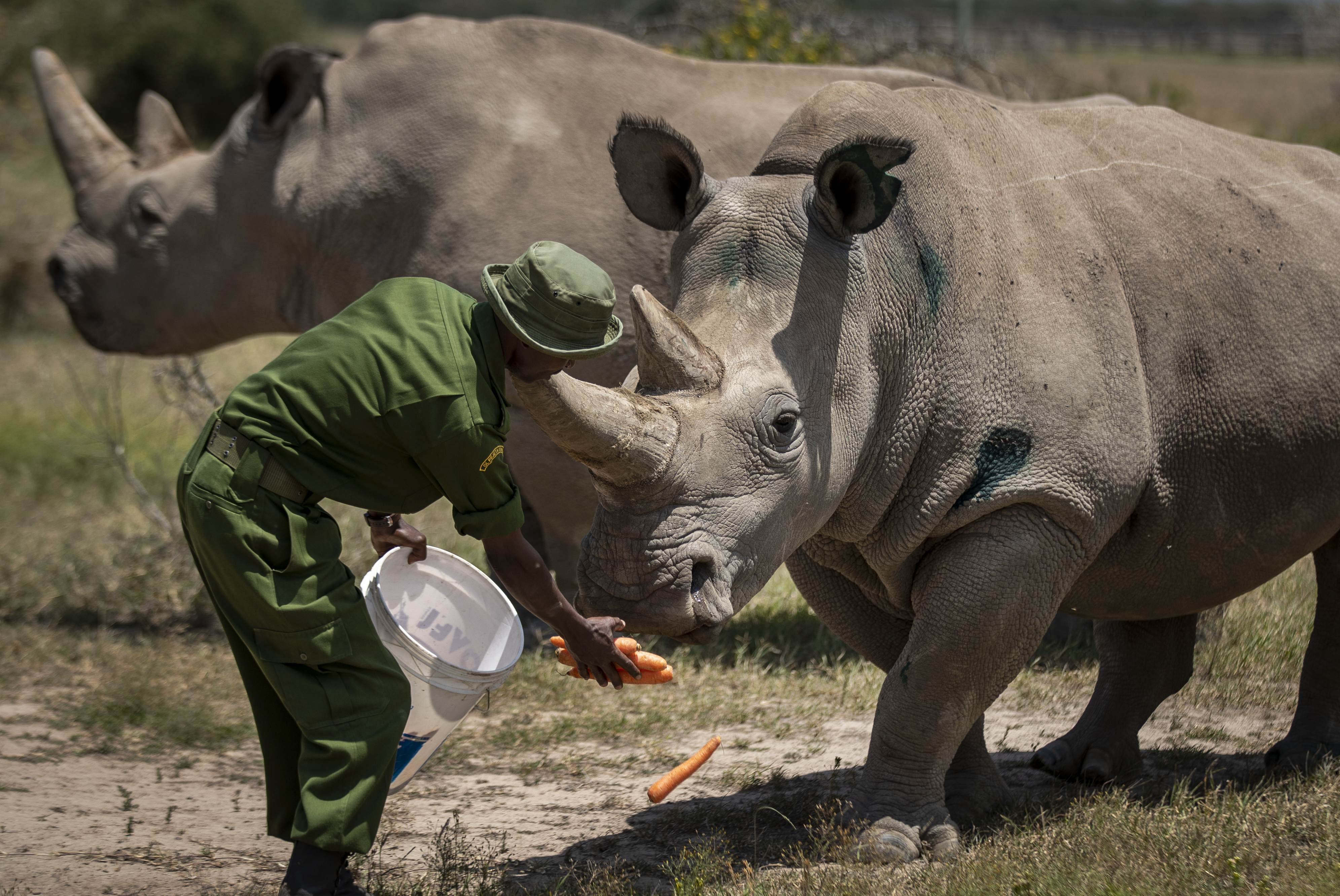 A ranger feeding carrots to two northern white rhinos in their enclosure.