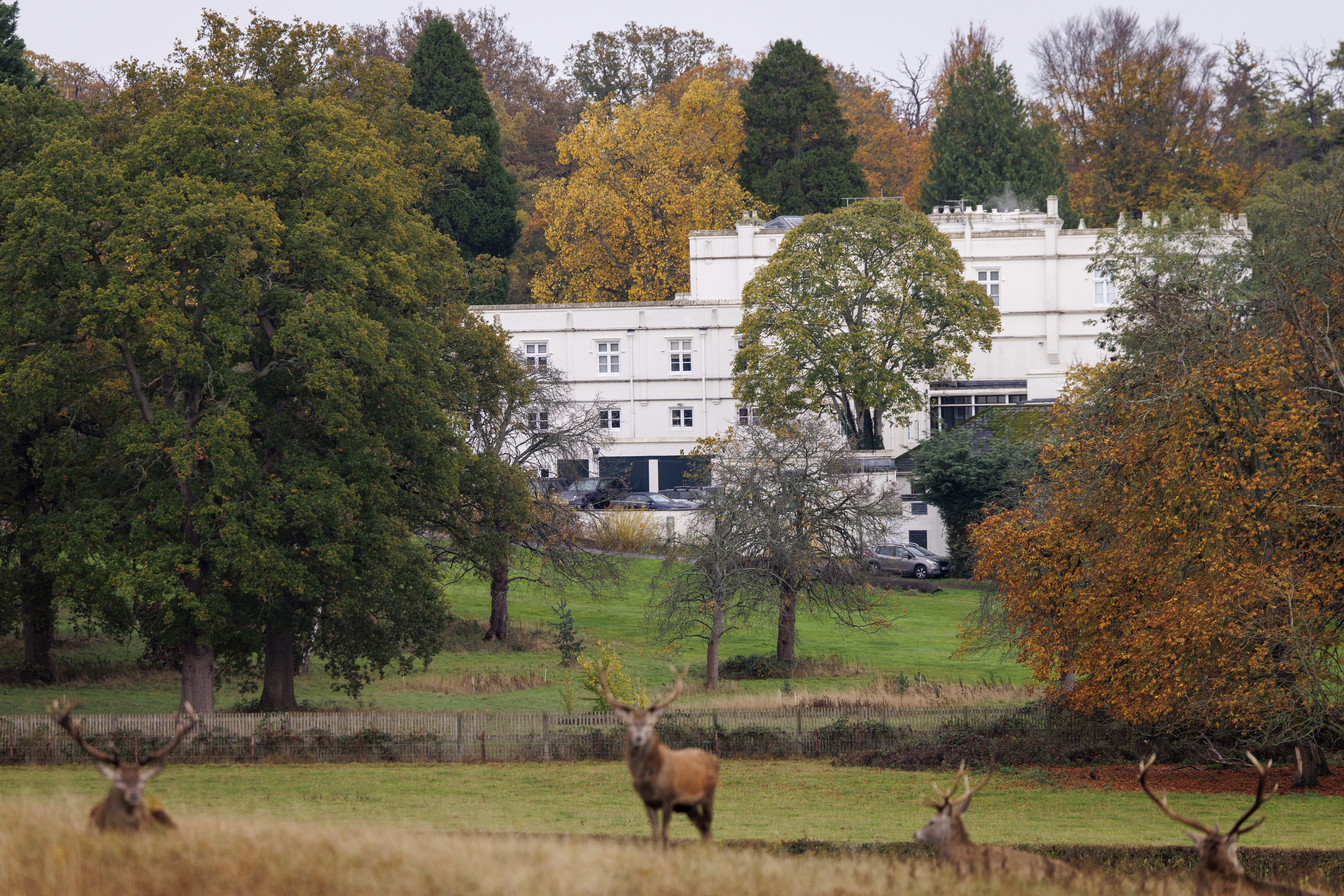 Deer rest near the Royal Lodge in Windsor, the official country residence of Britain's Prince Andrew.