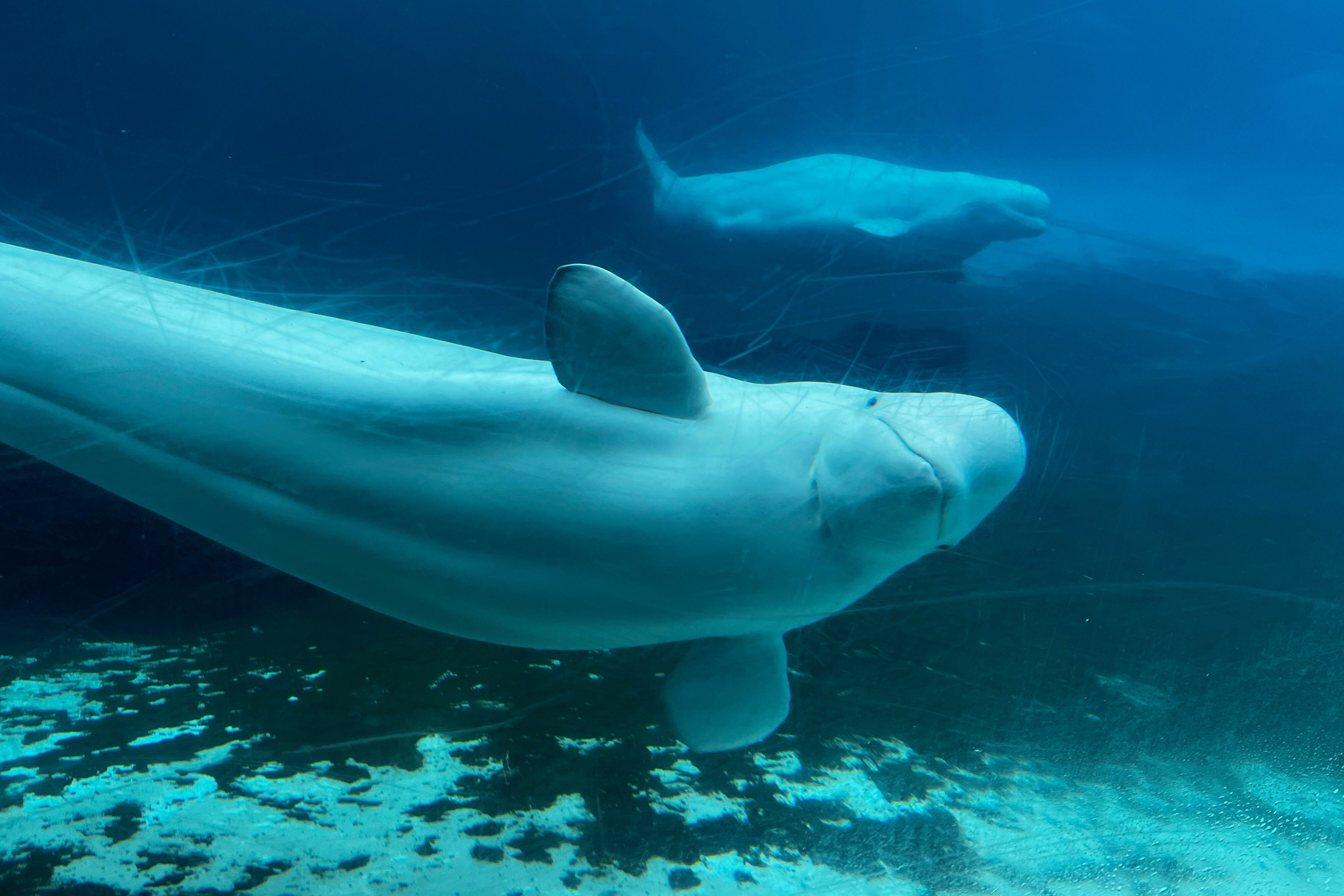 Two beluga whales swimming in a tank at Marineland amusement park.