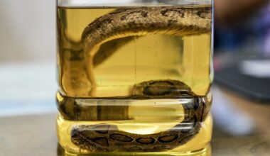 Snakebite surge as Bangladesh hit by record rains