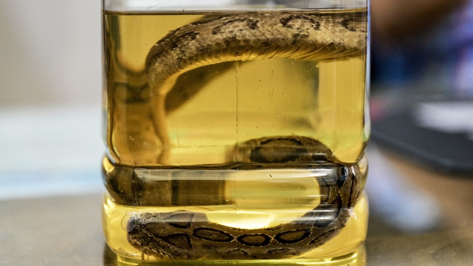 Snakebite surge as Bangladesh hit by record rains