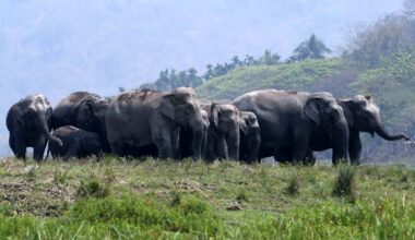 Jumbo drop in estimates of India elephant population
