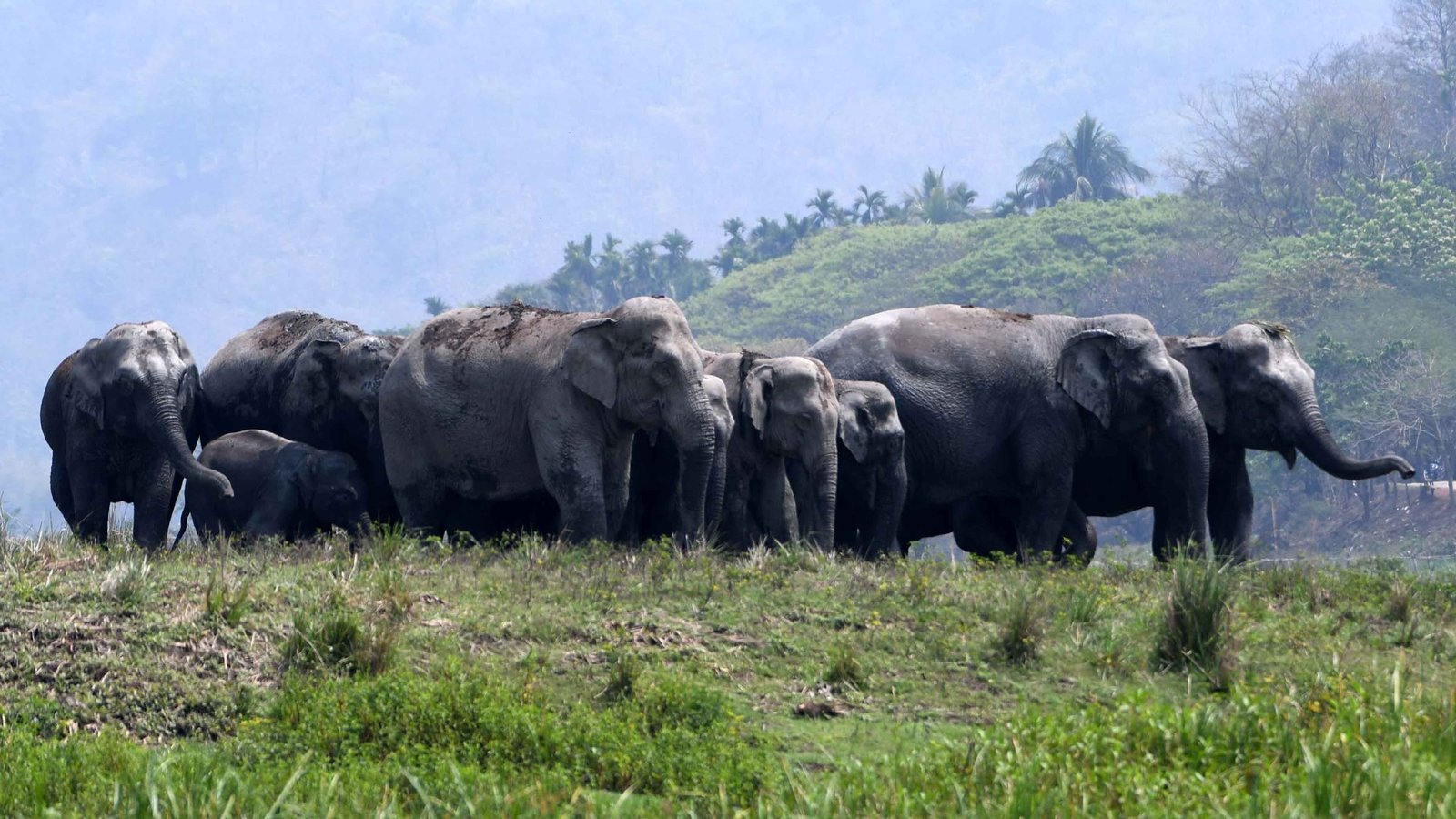 Jumbo drop in estimates of India elephant population