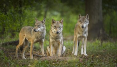 Why 40 wolves have shaken Danish politics