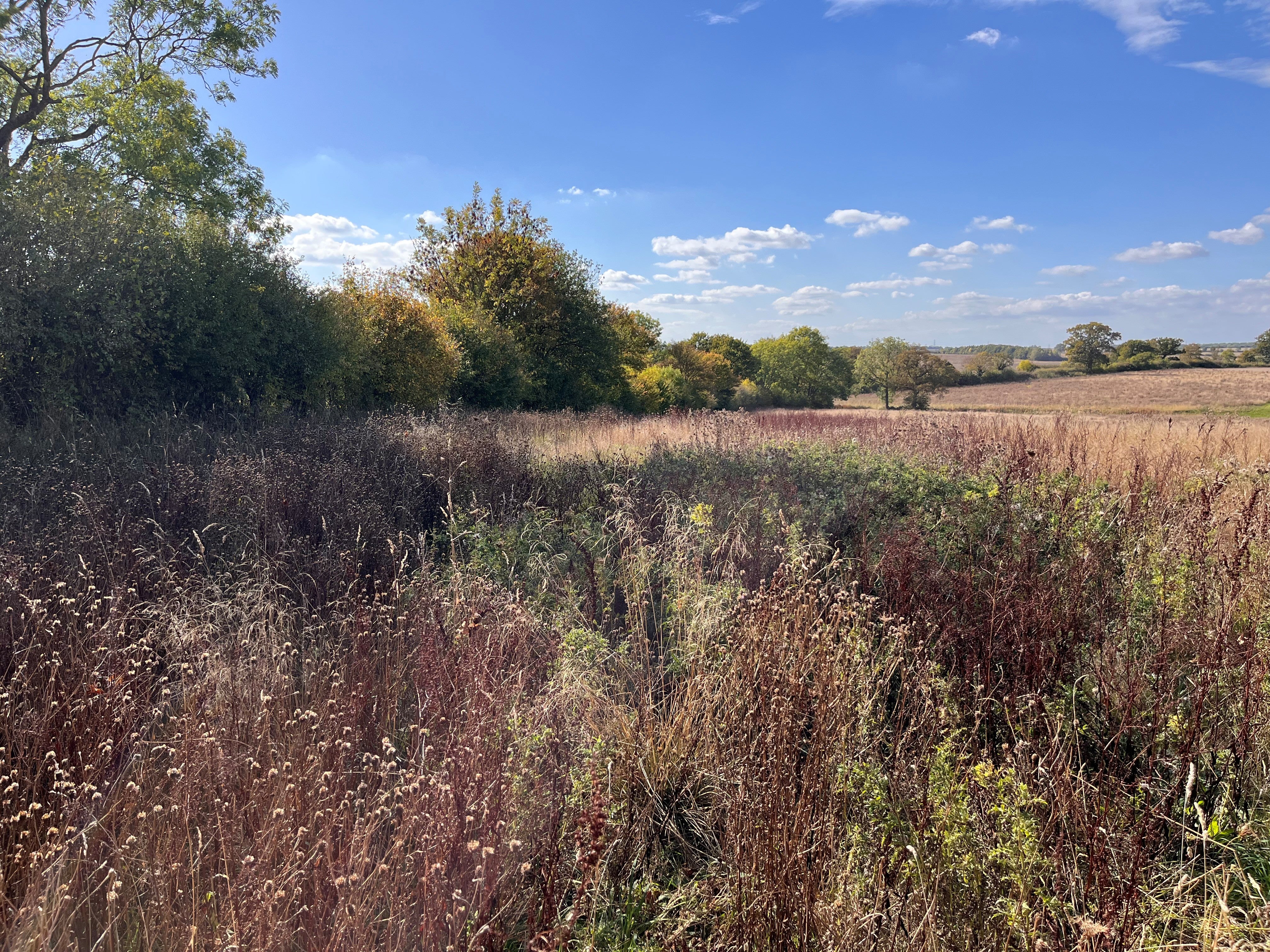A former agricultural field at the Boothby Wildland project in Lincolnshire, the first 'landscape recovery' scheme supported by the Government, aims to be an 'exemplar' in using private finance to help nature