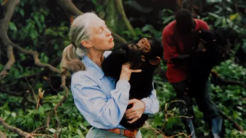 Getty Images Jane Goodall pictured holding a chimpanzee in her arms in a rainforest scene in 1995