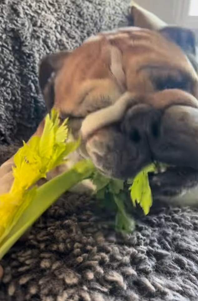 Hamilton had his dog on a vegan diet in a bid to try and improve his health in his later years