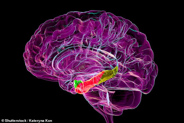 The medial entorhinal cortex is pictured above in red. Experts believe it may degrade with aging and conditions like Alzheimer's disease (stock image)
