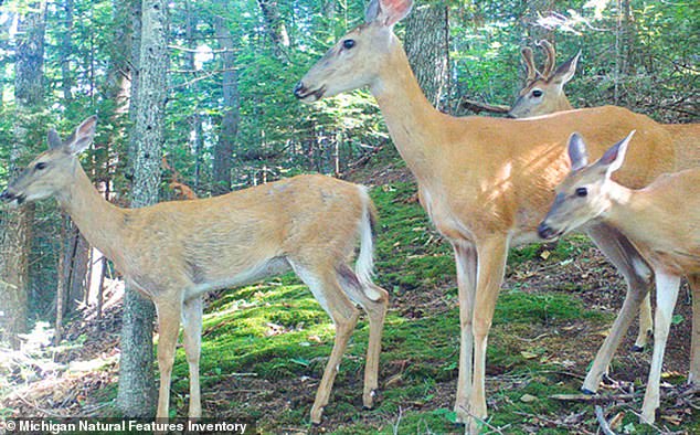 With only 616 residents on the island, according to the 2020 US Census, there are now three deer for every person