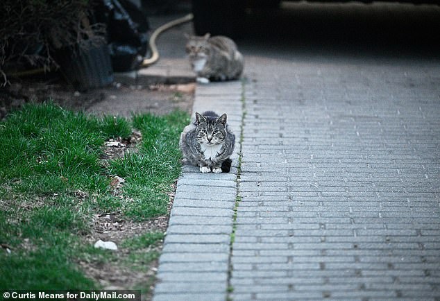 Feral cats were seen hiding under cars on the block and roaming the street during the resurrection of Trump's old home