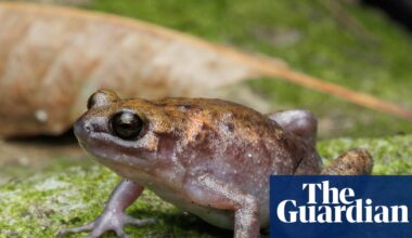 Different croaks: new frog and gecko species discovered on remote island in Australia’s north | Amphibians