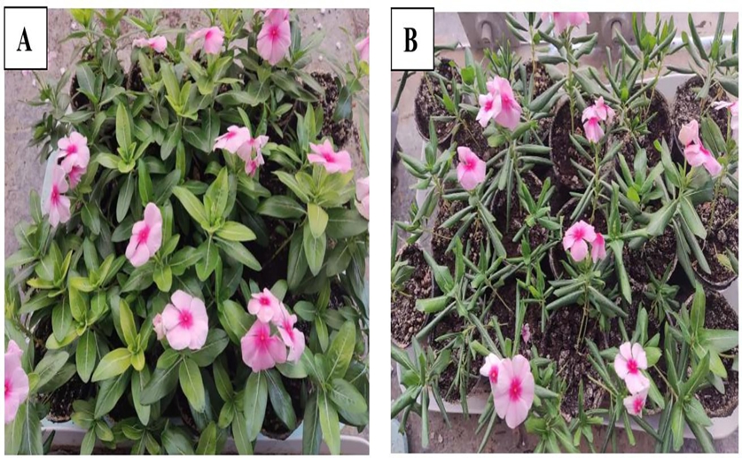 How Madagascar Periwinkle genes respond to stress and an essential amino acid