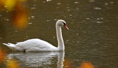 Are migrants catching and eating swans and carp?