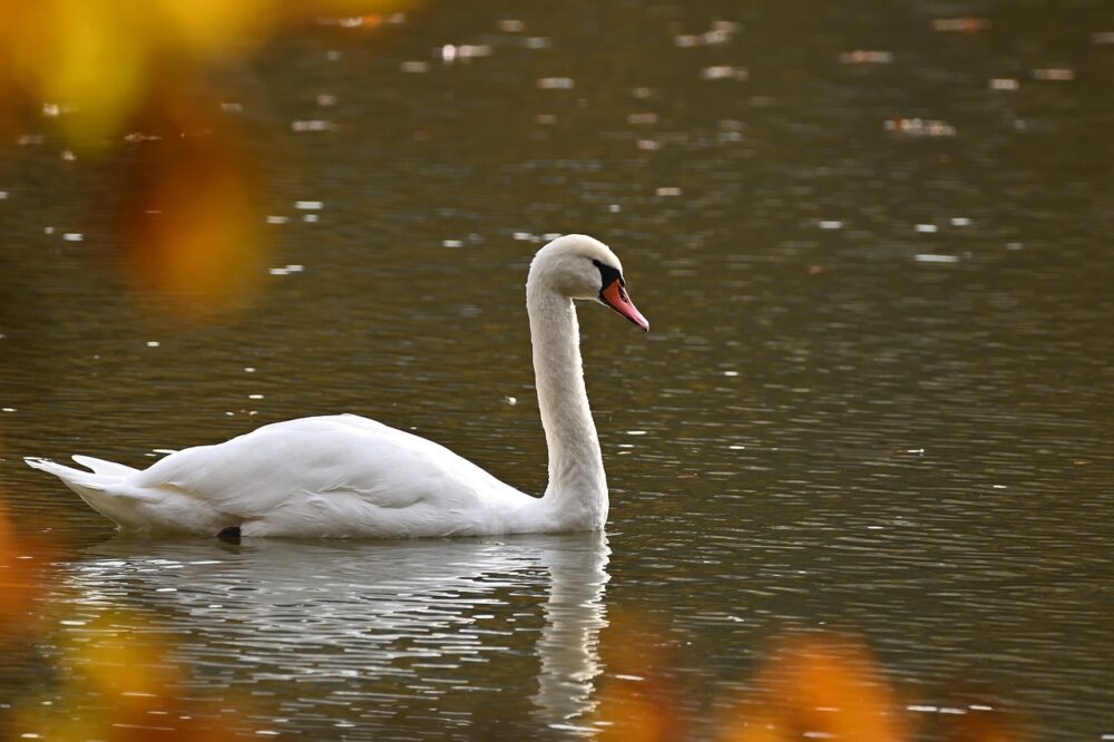 Are migrants catching and eating swans and carp?