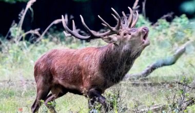 Dangerous and energetic sex lives could be why males die earlier than females, study suggests