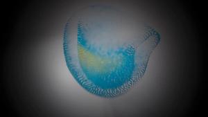 First 3D genetic mapping of the heart uncovers genes implicated in sudden death