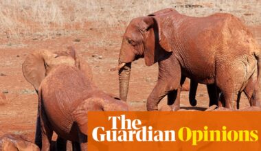 Dogs name toys while elephants name each other. Animal language is more complex than we imagine | Helen Pilcher