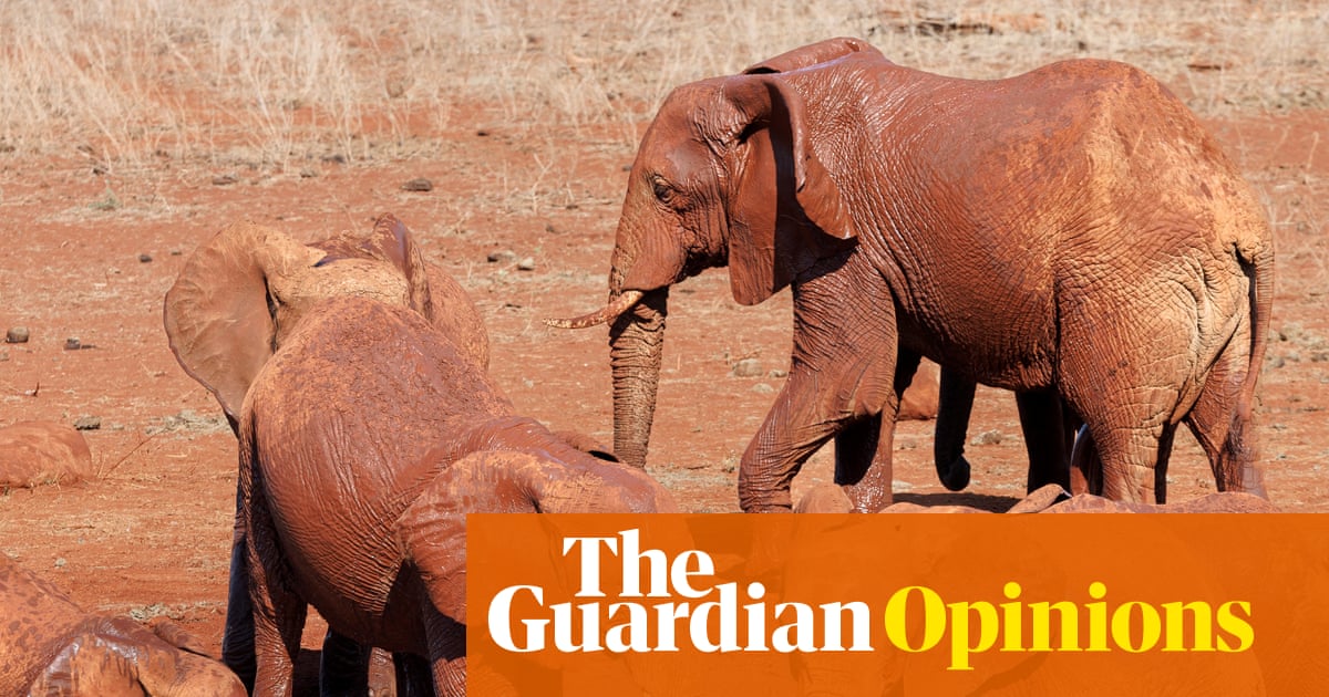 Dogs name toys while elephants name each other. Animal language is more complex than we imagine | Helen Pilcher