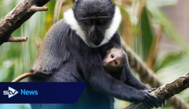 Rare baby L’Hoest’s monkey born at Edinburgh Zoo