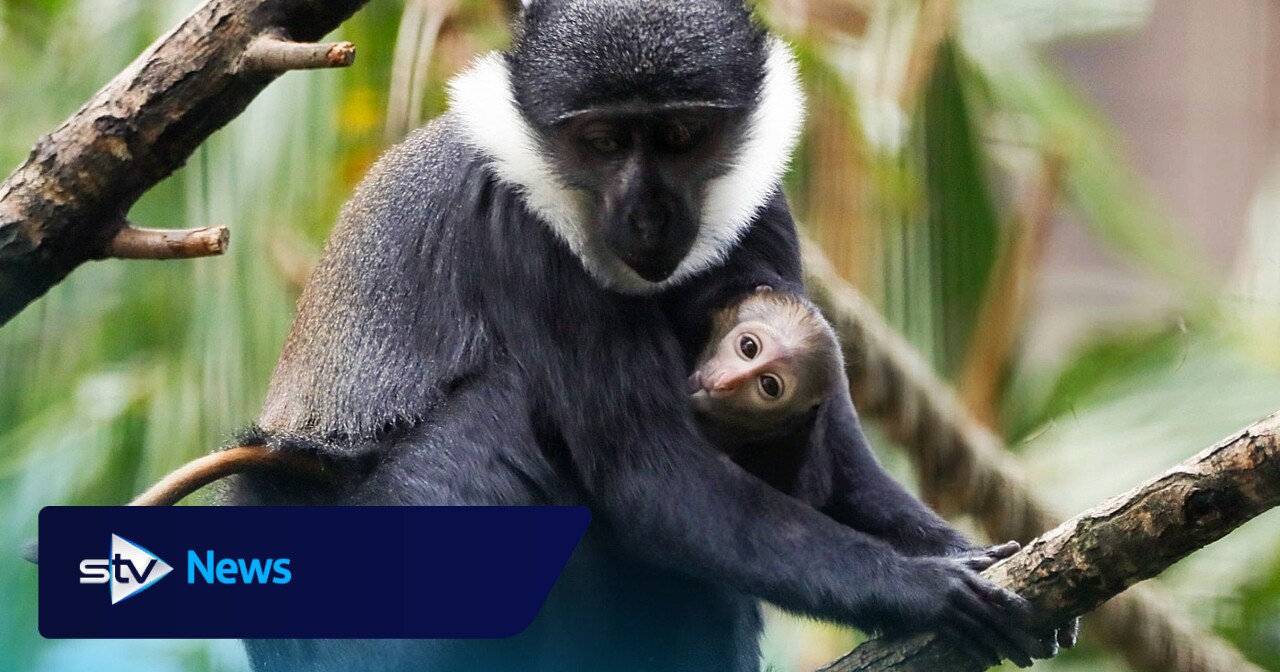 Rare baby L’Hoest’s monkey born at Edinburgh Zoo