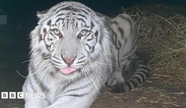A tiger with predominantly white fur and dark grey stripes is lying down on ground covered in straw. He is looking directly into the camera, has light blue eyes and his tongue is poking out slightly.