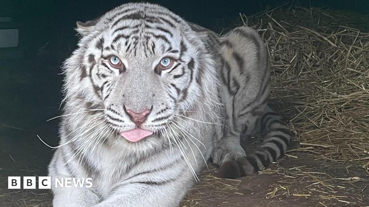 A tiger with predominantly white fur and dark grey stripes is lying down on ground covered in straw. He is looking directly into the camera, has light blue eyes and his tongue is poking out slightly.
