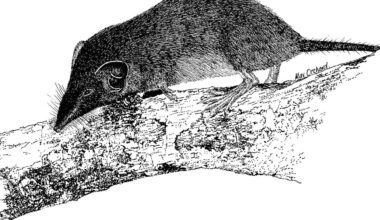 Australia’s only shrew declared extinct