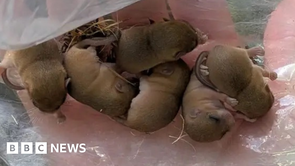 Dormouse survey reveals 'bumper' breeding season in Hampshire