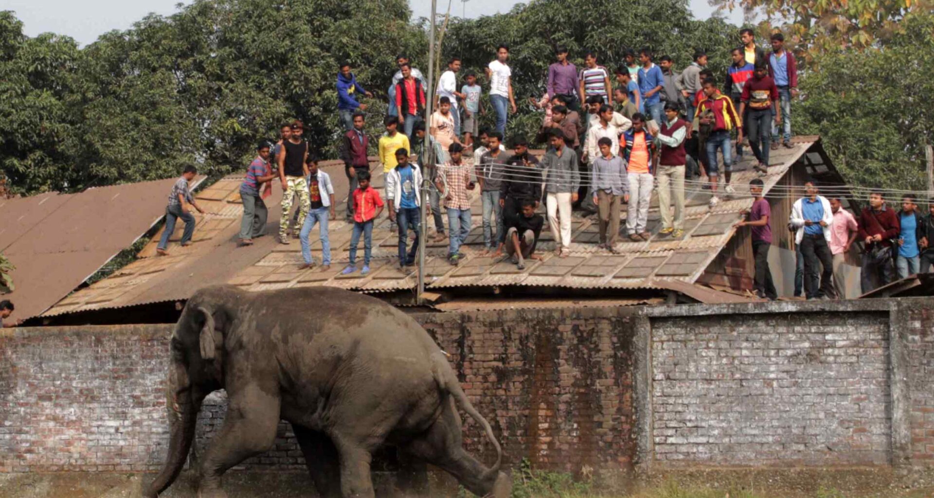 Inside the fight to stop Asia’s deadly elephant wars