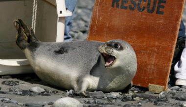 Red list of threatened species reveals animals that face risk of disappearing for good