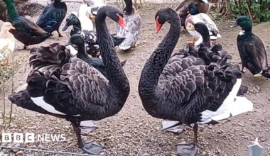 Two black swans facing each other. Their necks are in a heart shape. There are ducks around them. Behind them is a river. The ground is brown.