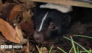 A skunk, with its head sticking out in a garden, with leaves around it and grass. The animals has a white stripe down its head, to its nose and white fur on its head.
