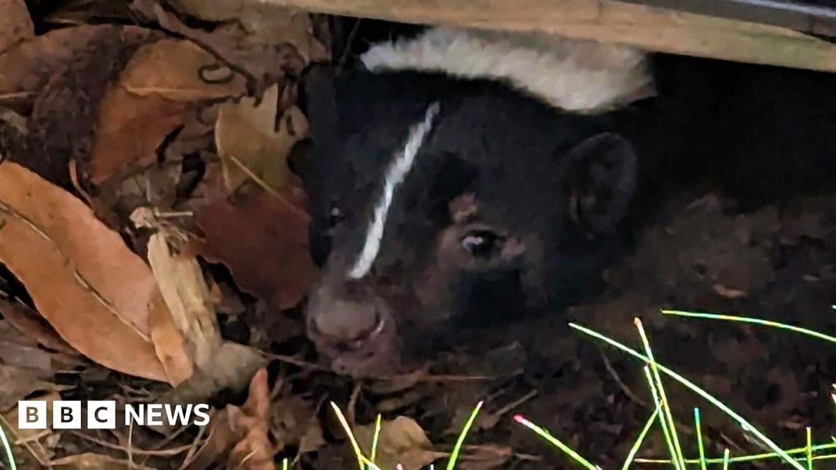 A skunk, with its head sticking out in a garden, with leaves around it and grass. The animals has a white stripe down its head, to its nose and white fur on its head.