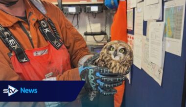 North Sea oil rig workers rescue owl blown out to sea during Storm Amy