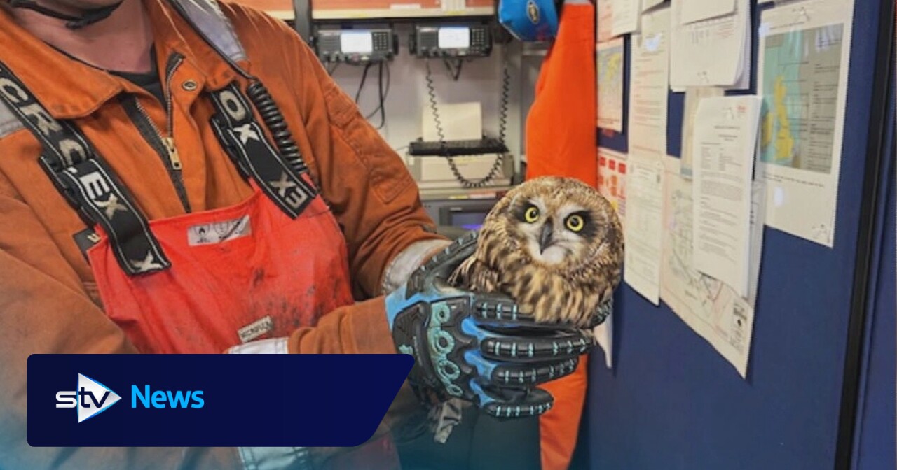North Sea oil rig workers rescue owl blown out to sea during Storm Amy