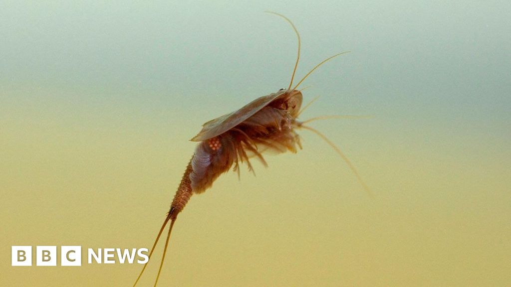Wet weather helps ancient tadpole shrimp to hatch at Mersehead