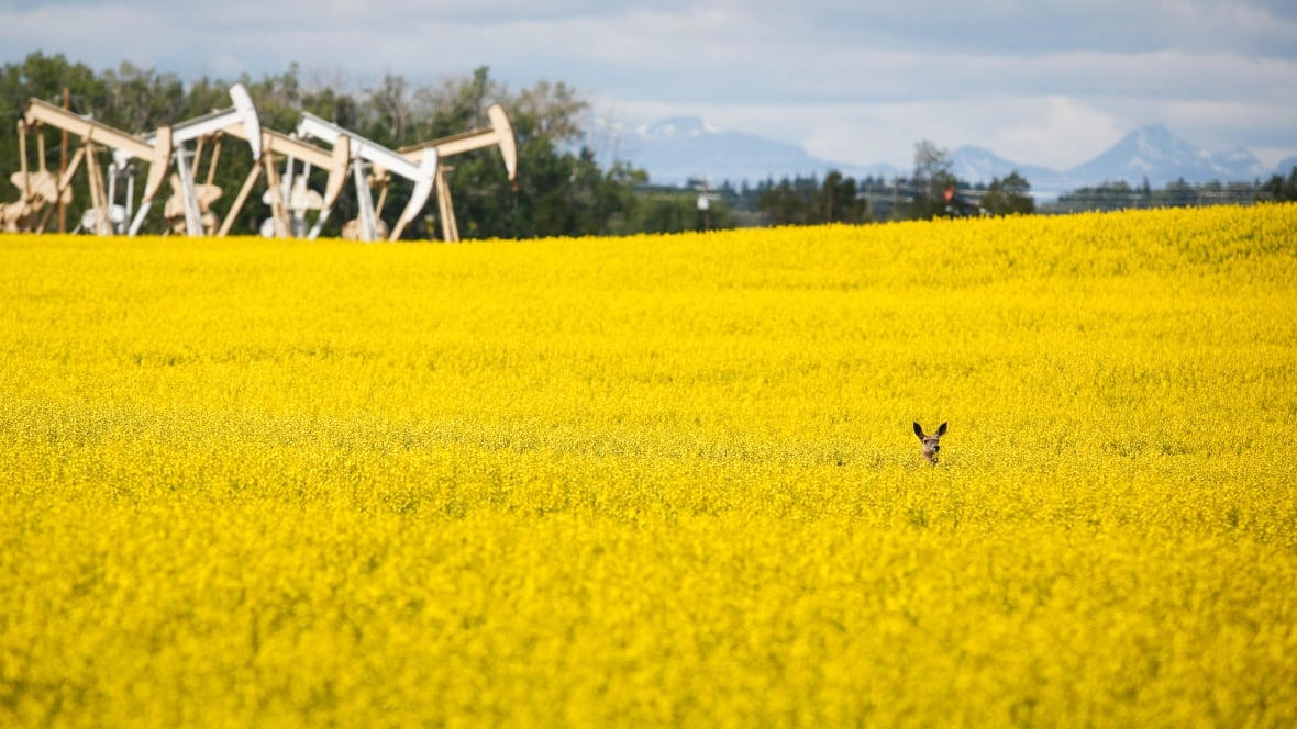 A large yellow canola field.