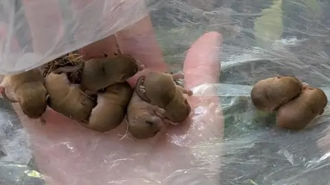 Hampshire Dormouse Group Eight tiny young dormice curled up in the palm of a person's hand, on a layer of clear plastic