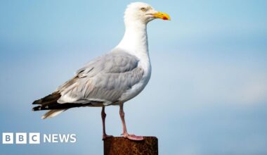 'Waving arms and staring' suggested as ways to scare gulls, MSPs told
