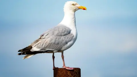 Getty Images A gull with white and grey feathers and a bright yellow beak stands on a post against a blue sky.