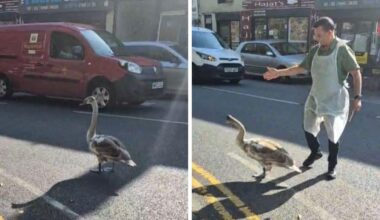 Walkabout swan brings busy Blackburn road to a standstill