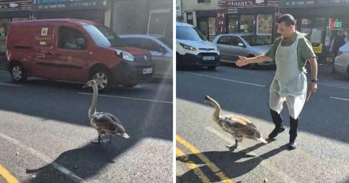 Walkabout swan brings busy Blackburn road to a standstill