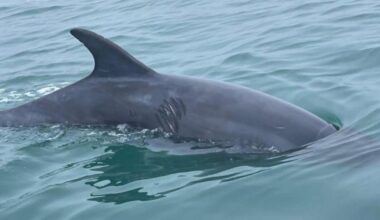 Lone dolphin moves from Lyme Bay after welfare concerns