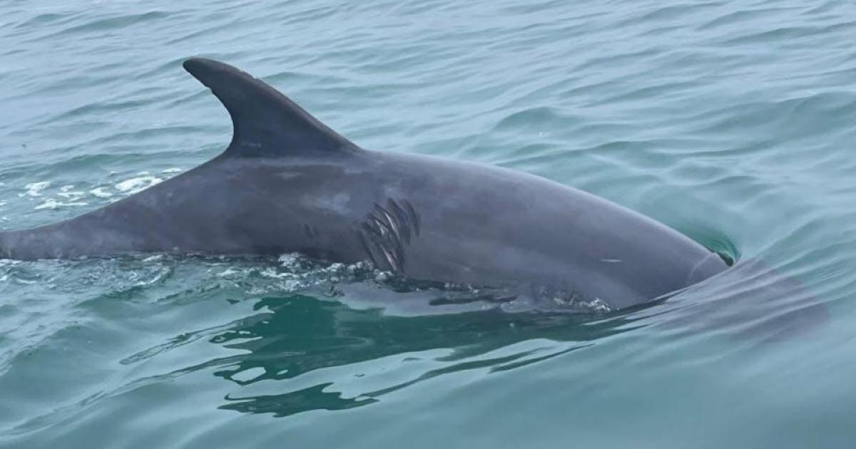 Lone dolphin moves from Lyme Bay after welfare concerns