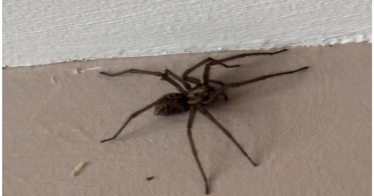 Huge spider thought to be extinct appearing in UK homes