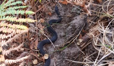 Rare black adder pictured in Bawsey near King's Lynn