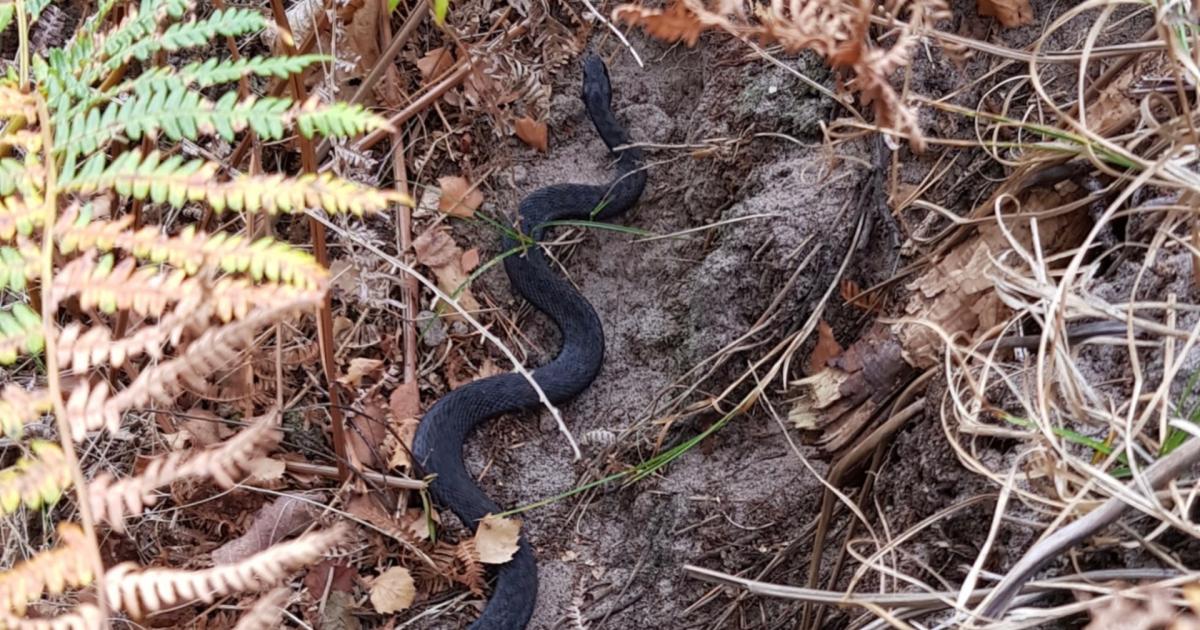 Rare black adder pictured in Bawsey near King's Lynn