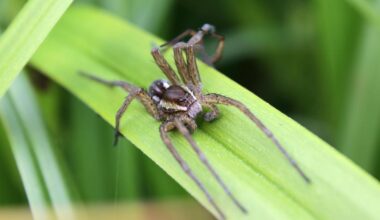 Giant fish-eating spider makes big comeback in the UK